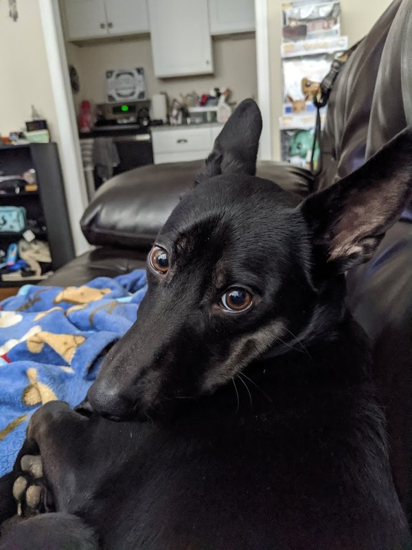 Black dog laying on the couch, on a blanket looking back at the camera. 