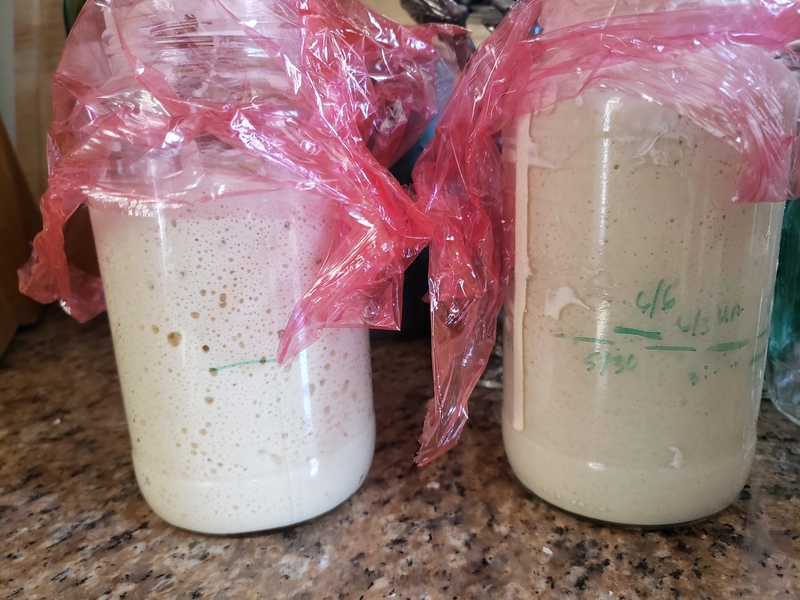 Photo of two sour dough bread starters.