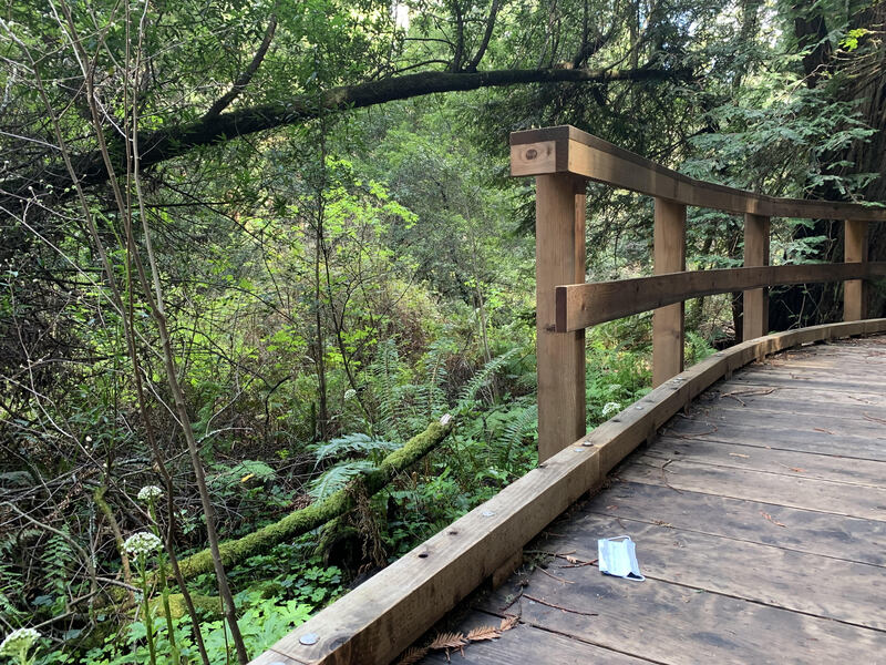 This is a picture of a face mask that has been discarded on a wooden walkway through a dense, green forest. 