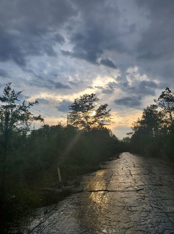 An asphalt path with trees dotting the path during sunset. 