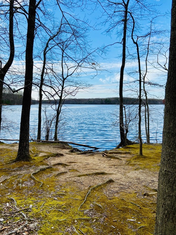 A lake that is surrounding by trees. 