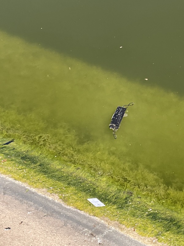 This is a picture of a face mask that has been discarded in an algae filled body of water. 