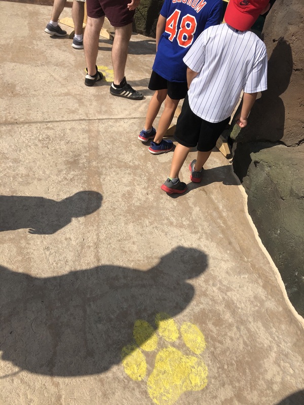 Photo of a social distancing marker on the floor in the shape of a paw print. 