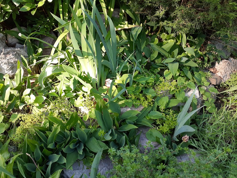 This is a picture taken of a group of green plants growing in a front yard. 