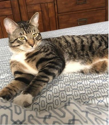 This is a picture of a cat laying on a bedspread. 