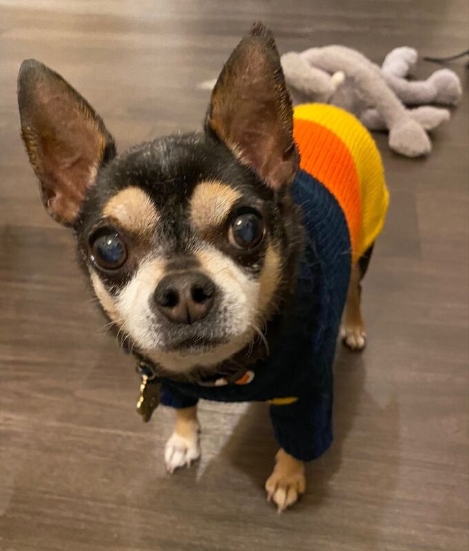 This is a picture of a small dog wearing a sweater. 