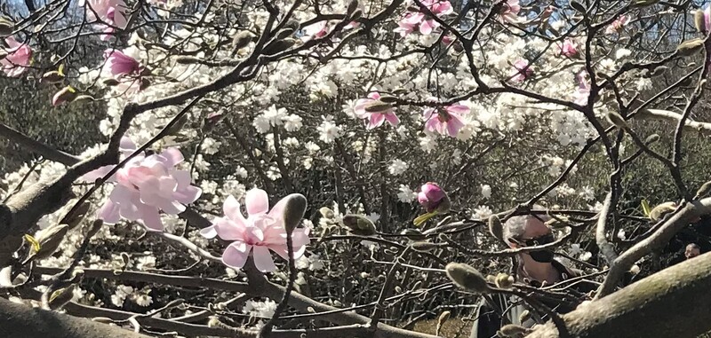 This is a picture taken of a woman admiring a flowering tree. She is wearing a black face mask.