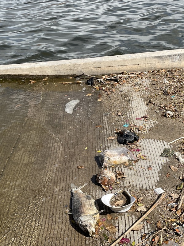 This is a picture of a boat ramp at a lake, which is littered with trash including a face mask, a dead fish, and a dead bird. 