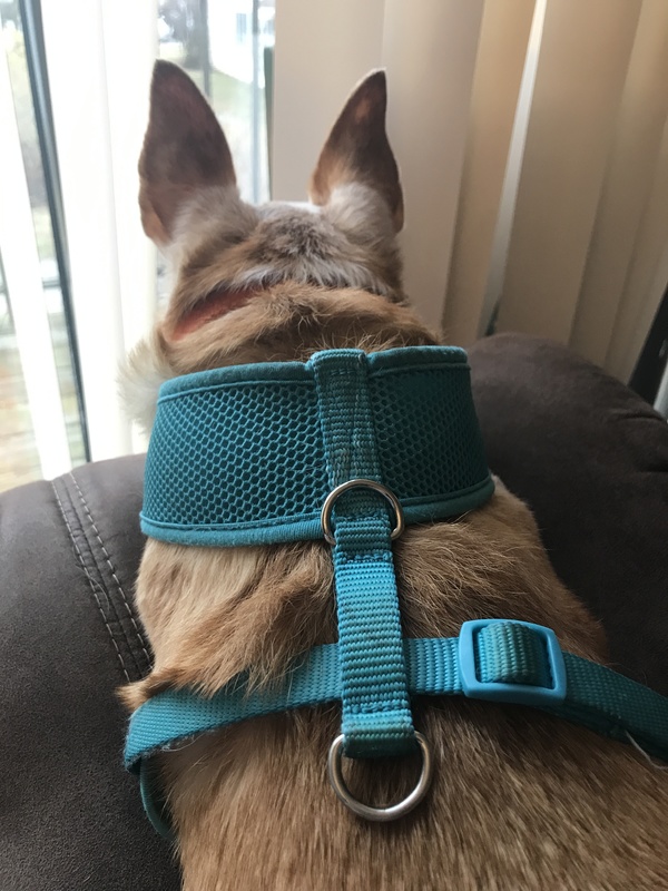 A brown and white color dog is leaning against the back of a brown couch peeking through blinds to look out a window. Its ears are perked up and is wearing a turquoise harness. The dog is also wearing a dark orange collar around its neck. 