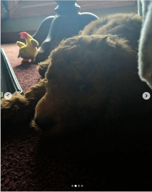 This is a picture of a brown dog laying on a carpet. 