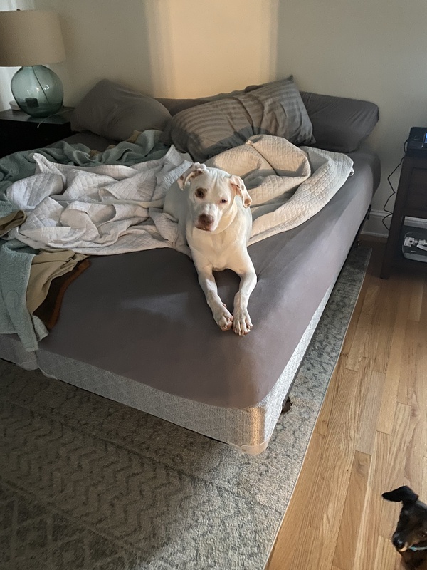 White dog laying on an unmade bed.