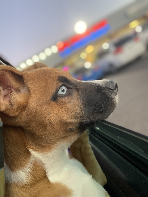 A photo of a dog sticking its head out of a car window. 