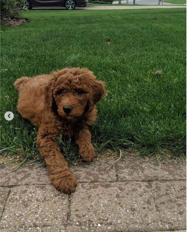 This is a picture of a brown dog laying in the grass. 