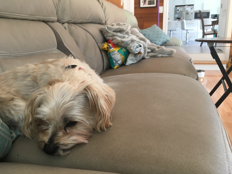 A dog curled up on a couch. 