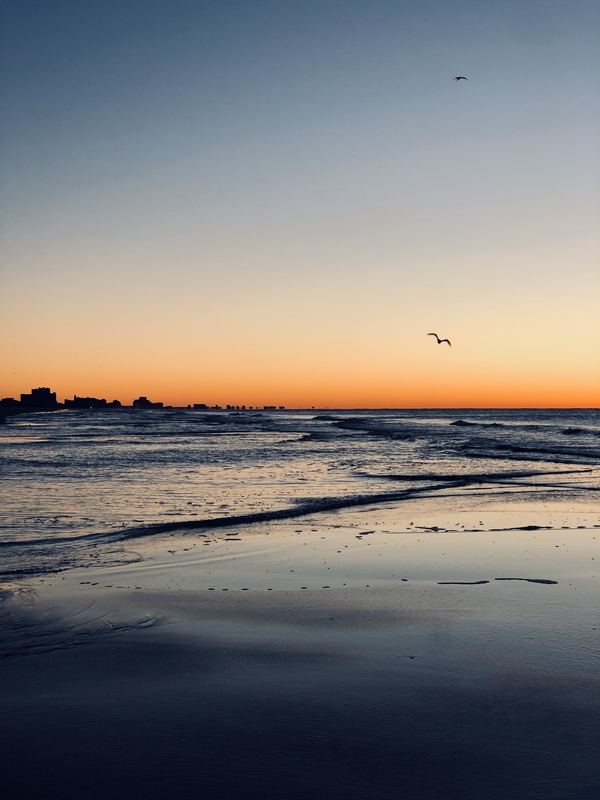 A beach with a seagull flying in front of a dark blue sky. 