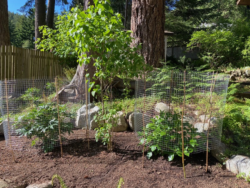 plants protected by chicken wire