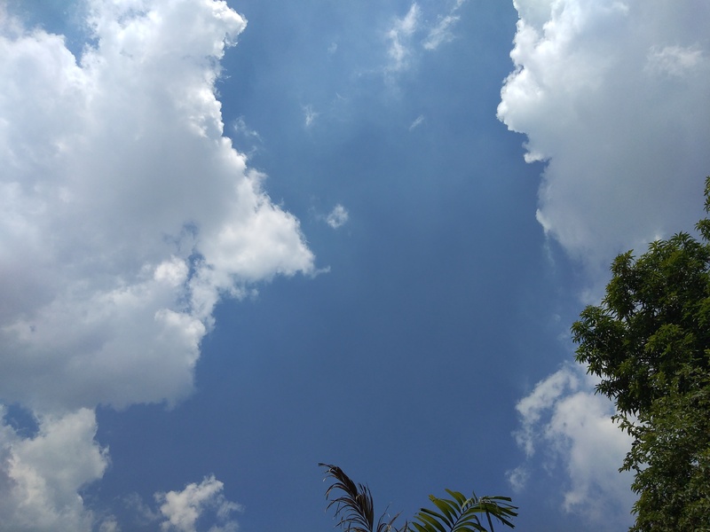 Photo looking up at the blue sky with a few clouds as well as the tops of two trees.