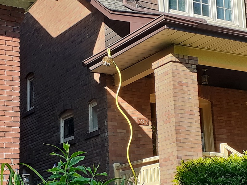 This is a picture taken of a tall plant growing in a person's yard. 