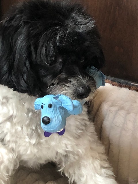 This is a picture taken of a dog who is carrying a toy in its mouth. 