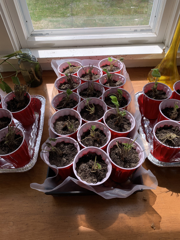 Strawberries growing in red cups on a window seal.