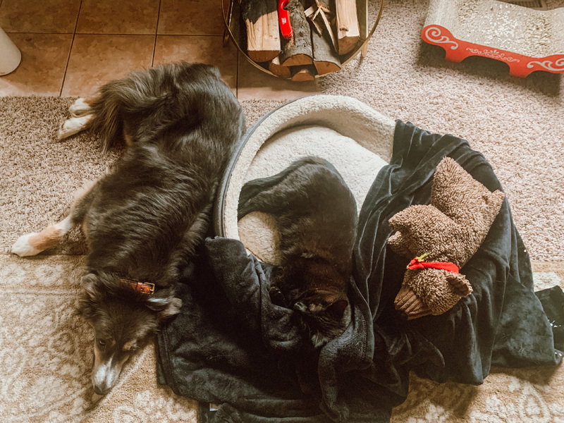 black cat stealing black dogs bed