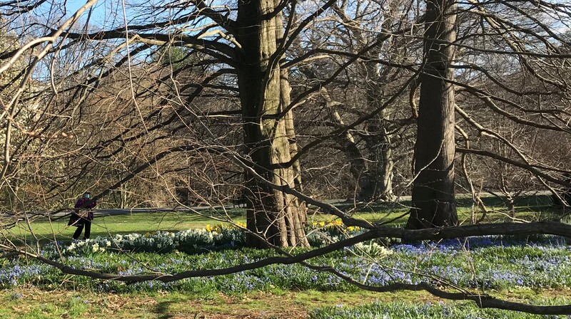 This is a picture of a person who is walking among a bed of flowers under a large sprawling tree. 