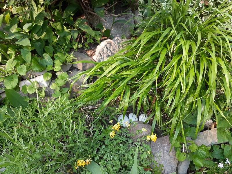 This is a picture taken of a group of green plants growing in the ground. 