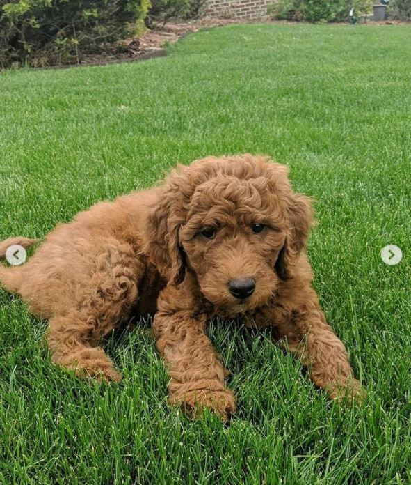 This is a picture of a brown dog laying in the grass. 