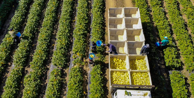 Four famers harvesting produce in a field. Four large bins are filled with produce, and eight remain unfilled. 