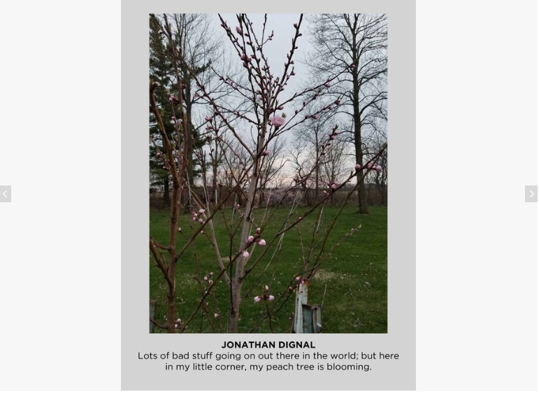 Photo of a small peach tree blooming. 