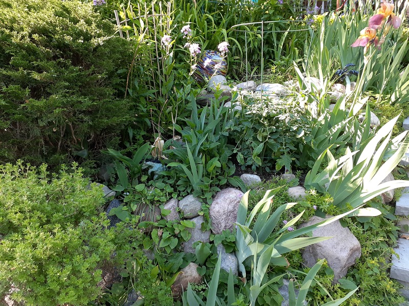 This is a picture taken of a group of flowering plants growing in a front yard. 