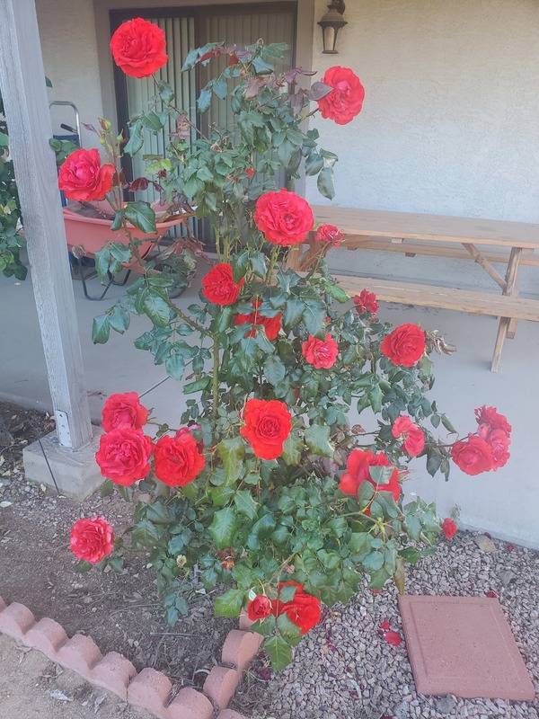 A tall rose bush by a house. 