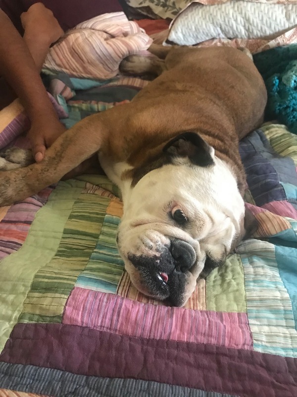 This is a picture of a dog lying on a colorful quilted bedspread. 