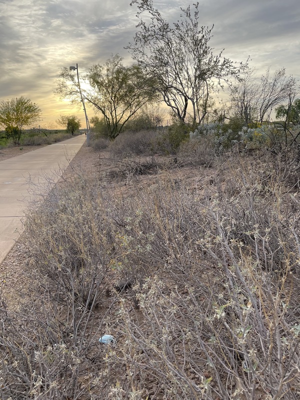 This is a picture of a mask that has been discarded in some desert shrubs, while the sun begins to set in the background.