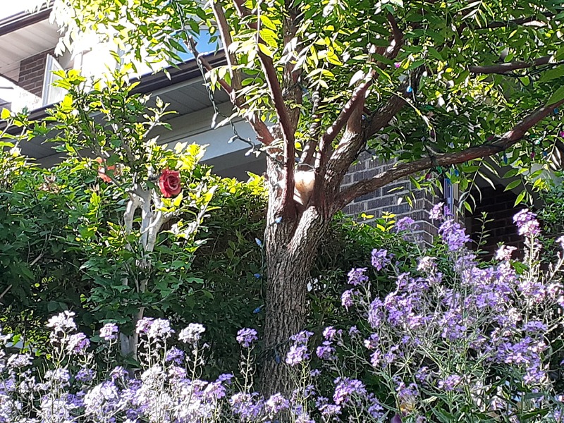 This is a picture taken of a group of flowering plants growing in a front yard surrounding a tree. 