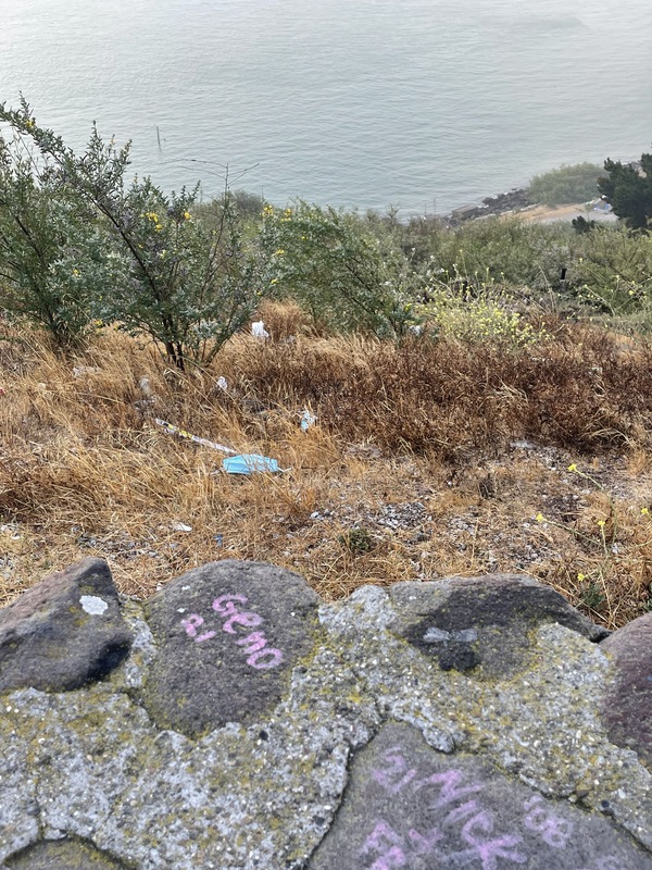 This is a picture of a discarded face mask that has been dropped in a bush by a body of water. 