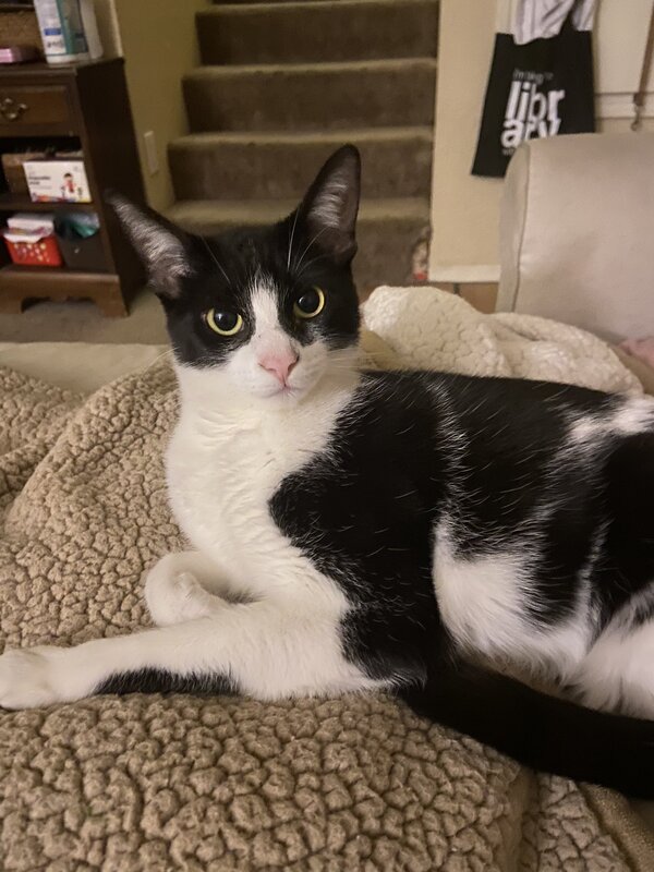 This is a picture of a black and white cat lying on a blanket, staring at the camera. 