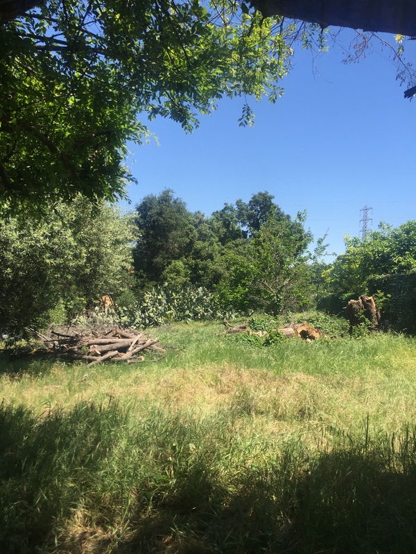 A photograph of an overgrown clearing. 