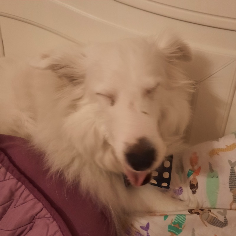 This is a picture of a white dog sitting on a couch. 