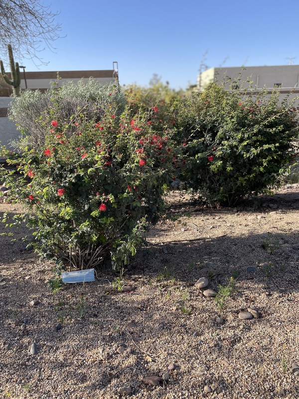 This is a picture of a face mask that has been discarded at the base of a bush with red flowers. 