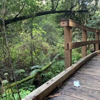 This is a picture of a face mask that has been discarded on a wooden walkway through a dense, green forest. 