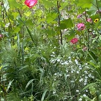 Pink, yellow, and white wildflowers with greenery.