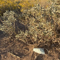 This is a picture of a face mask that has been discarded at the base of a bush, which has blooming yellow flowers sprouting from it. More plants and trees can be seen in the background. 