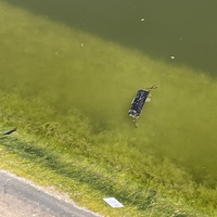 This is a picture of a face mask that has been discarded in an algae filled body of water. 