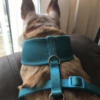 A brown and white color dog is leaning against the back of a brown couch peeking through blinds to look out a window. Its ears are perked up and is wearing a turquoise harness. The dog is also wearing a dark orange collar around its neck. 