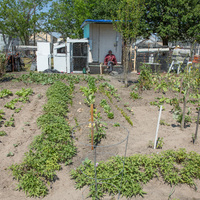 A garden with a person resting in the shade.