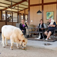 A calf eating in front of three people. 