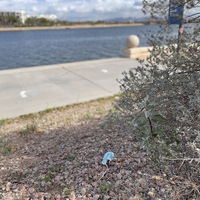 This is a picture of a discarded face mask sitting in the gravel near a sidewalk at the edge of a body of water. 