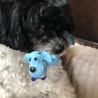 This is a picture taken of a dog who is carrying a toy in its mouth. 