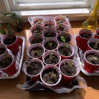 Strawberries growing in red cups on a window seal.